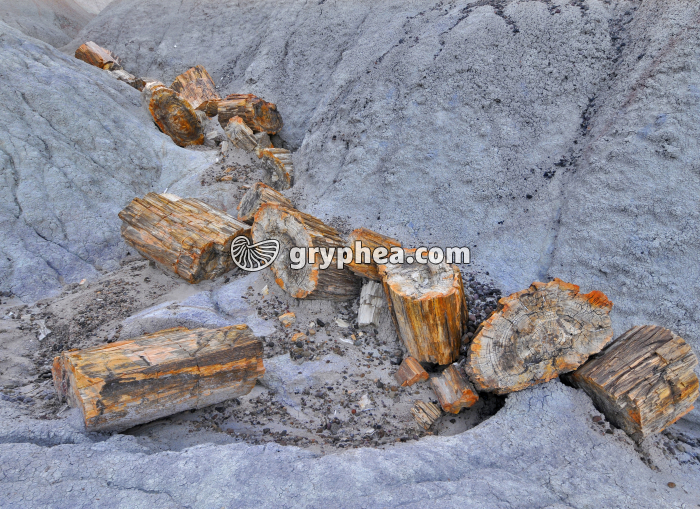 Petrified tree - gryphea.com